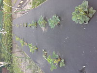 20150610_193056.jpg