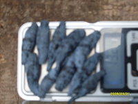 SDC13412.JPG