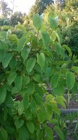 WP_20150615_012.jpg