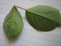 IMG_6353.jpg