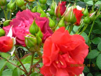 IMG_8450.JPG
