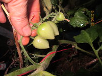 Tomatoberry