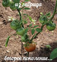 IMG_3009.jpg
