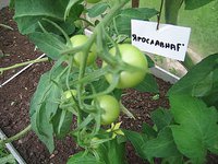 IMG_6380.jpg