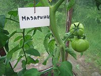 IMG_6383.jpg