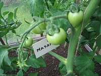 IMG_6386.jpg