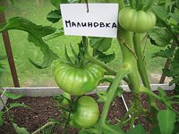 IMG_6381.jpg