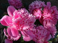 Edulis Superba.jpg