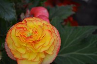 DSC_0038.JPG