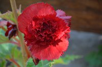 DSC_0096.JPG