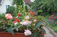 DSC_0146.JPG