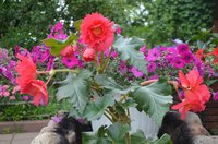 DSC_0172.JPG