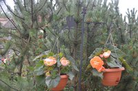 DSC_0181.JPG