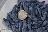 Бакчарские сорта