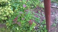 WP_20150629_036.jpg