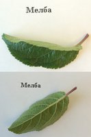 Мелба.jpg