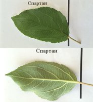Спартан.jpg