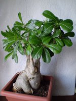 P1010236.JPG