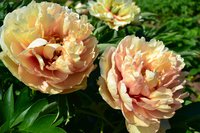 Canary Brilliants.JPG