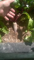 WP_20150706_009.jpg