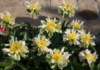 Green Lotus.JPG