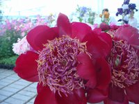 DSC05068 2.jpg