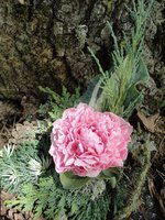 DSC05570 2.jpg