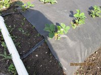 Капельный полив