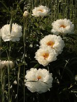 image-24-07-15-10-59-1м.jpg