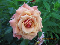 IMG_8844.JPG