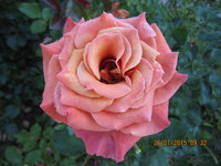 IMG_8846.JPG