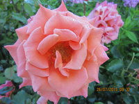 IMG_8845.JPG