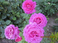 IMG_8847.JPG