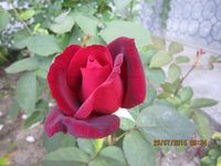 IMG_8849.JPG