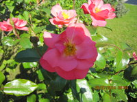 IMG_8851.JPG