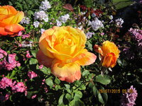 IMG_8838.JPG