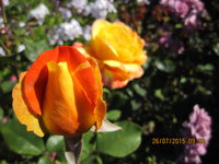 IMG_8837.JPG