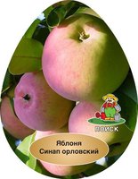 sinap_orlovskiy.jpg