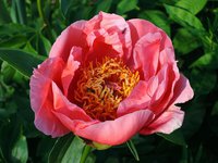 Lovely Rose.jpg