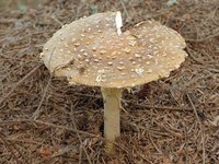 Amanita_pantherina_4.jpg