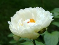 IMG_1517.JPG