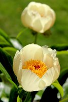 IMG_1017.JPG