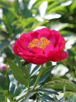 IMG_3763.JPG