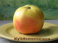 Куйбышевкое (6).jpg