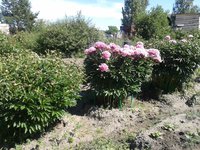 20130624_160020 2.jpg