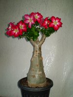 P1010286.JPG
