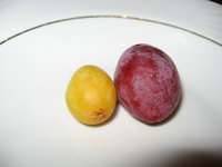 IMG_2668.JPG