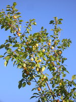 DSCN3142.jpg