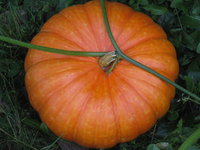 IMG_3380.JPG