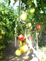 Розмакс